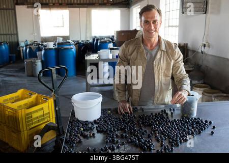 Erwachsener männlicher Arbeiter, der Beeren in Messkrug auf Metalltisch im Weingut sortiert, Kopierraum Stockfoto