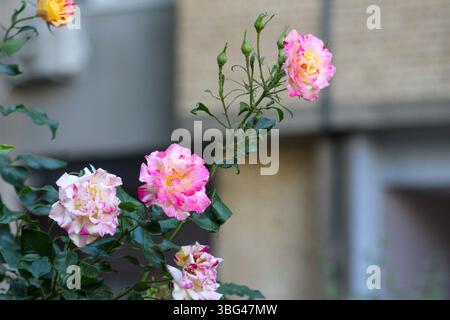 Wunderschöne zweifarbige Rosen mit rosa und gelben Blüten in voller Blüte, in weichem natürlichem Licht vor einem urbanen Hintergrund erfasst. Stockfoto
