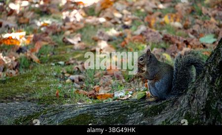 Eichhörnchen, das an einem Herbsttag eine Eichelnuss hält, sitzt neben einem Baumstamm, umgeben von bunten, gefallenen Blättern. Wildtiere in natürlichen Lebensräumen. Stockfoto