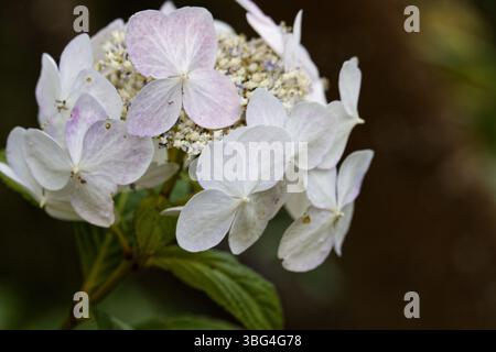 Die Hortensie „Mariesii Grandiflora“ ist ein kleiner Laubstrauch mit großen, flachen Blütenköpfen mit Spitze und blauen oder rosa Fruchtröschen. Stockfoto