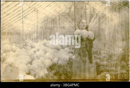 Diese sepiafarbene Postkarte zeigt eine nicht identifizierte Frau, die Dahlien in einem Gewächshaus hält, umgeben von Pflanzen. Stockfoto