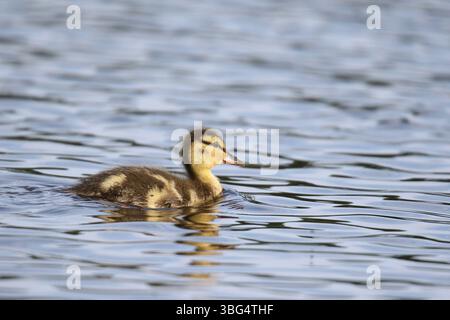 Ein kleines Stockentchen schwimmt im Frühling auf einem Teich Stockfoto