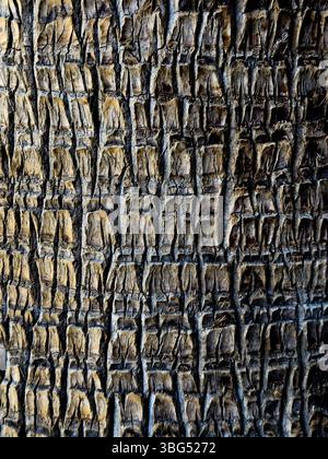 Nahaufnahme der strukturierten Baumrinde Stockfoto