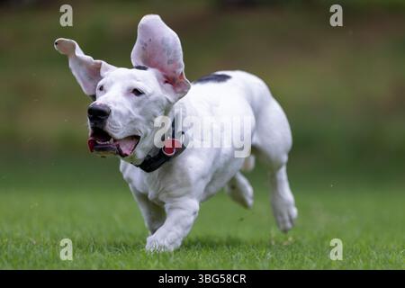 Dieses dynamische Foto zeigt einen fröhlichen weißen Hund während des Laufs, der energisch über ein üppiges grünes Grasfeld gleitet. Der Hund hat lange, schlampige Ohren, die sind Stockfoto
