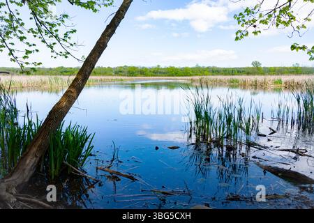 Eine ruhige May-Szene in Monches, Waukesha County, Wisconsin, mit einem ruhigen See umgeben von üppigem Grün. Stockfoto