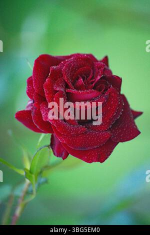 Nahaufnahme einer leuchtenden roten Rose mit exquisiten Blütenblättern, die mit glitzernden Wassertropfen verziert sind. Unscharfer grüner Hintergrund. Stockfoto