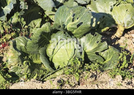 Ein grüner Kohl auf dem Feld, der leider von Schädlingen gegessen wird. Vegetarische Speisen Stockfoto