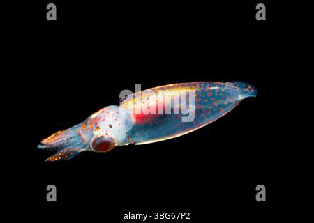 Diese winzige, nicht identifizierte Tintenfischart ist nur einen halben Zentimeter lang. Dieses Bild wurde nachts aufgenommen, mit dem Boden 2000+ Fuß unterhalb, vor der Insel o Stockfoto