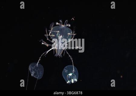 Dieses Bild wurde eine halbe Meile vor der Insel Bali bei einem schwarzwasser-Nachttauchgang mit dem Boden von mehr als 1500 Fuß darunter aufgenommen. Die Krabbe hat zwei Jell gefangen Stockfoto