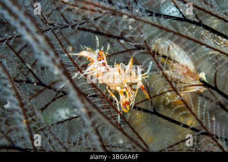 Diese lebendige Makroaufnahme fängt eine seltene Tigergarnele, Phyllognathia ceratophthalma, ein, die sich an einer Gruppe von Hydroiden im nährstoffreichen Wasser festhält Stockfoto