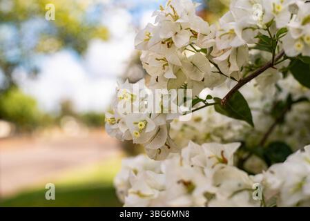 Weiße Bougainvillea Blumen Stockfoto