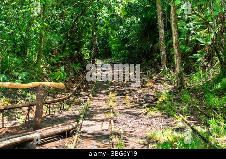 Auf dem Ngardmau Waterfalls Trail in Palau schlängeln sich rostige Schmalspurbahnen durch den üppigen Regenwald. Ihre moosigen Überreste markieren eine verlassene Holzfällerroute inmitten eines lebhaften grünen Dschungels Stockfoto