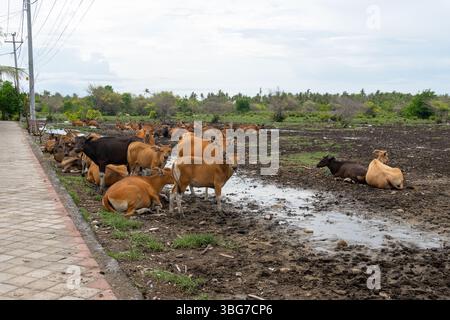 Eine Herde von Kühen steht auf einem matschigen Feld. Einige der Kühe legen sich hin. Die Kühe sind braun und weiß Stockfoto