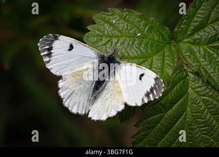 Weiblicher Schmetterling mit Orangenspitze (Anthocharis cardamines) Stockfoto