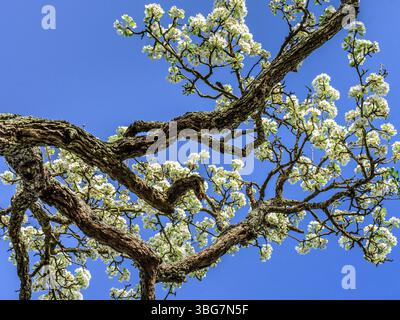 Verdrehte Zweige des 150 Jahre alten Birnenbaums (Pyrus) in voller Blüte vor blauem Himmel - Zentralfrankreich. Stockfoto