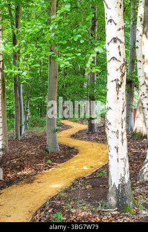 Pretty manmade pathway forming a zigzag through a UK woodland; the path winding through the birch trees planted. Stockfoto