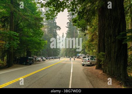 Landschaft des Highway 4 durch Cathedral Grove mit Menschen und Autos, Macmillan Provincial Park, Vancouver Island, Kanada. Stockfoto