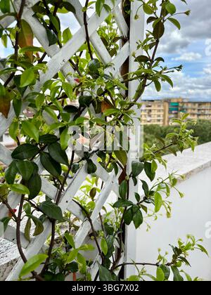 Sternenjasminblumen blühen auf einem Balkon. Rhynchospermum jasminoides, Hedge. Gartenkonzept. Nahaufnahme. Stockfoto