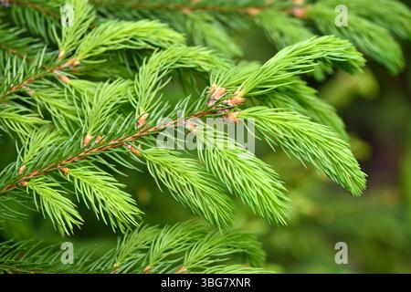Zweige Fichtenbaum mit jungen neuen Triebe auf natürlichem grünem Hintergrund im Frühlingswald. Natürlicher Hintergrund Stockfoto