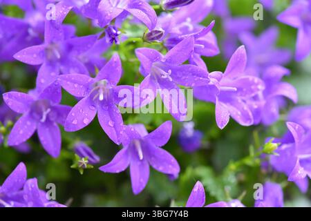 Campanula blüht als Hintergrund. Violette Campanula mit Wassertropfen auf dem Blumenbeet. Nahaufnahme. Selektiver Fokus Stockfoto