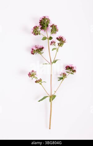 Minimales botanisches Layout mit einem einzelnen Oreganozweig auf weißem Hintergrund, isoliertes Heilkraut für Bio-Lebensmittel, Gesundheitsprodukte, Verpackungsdesign Stockfoto