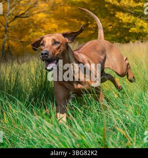 rhodesian ridgeback läuft durch Gras Stockfoto