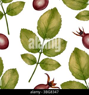 Nahtloses Muster mit handgemalten Hagebuttenblättern und roten Beeren auf weißem Hintergrund. Ideal für Verpackungen, Textilien, Naturkosmetik, botanisches Dekor sowie Herbstmotive oder Kräutermotive. Stockfoto