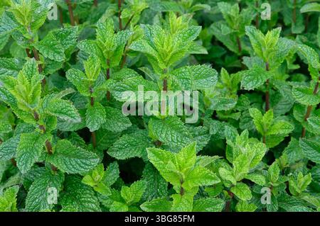 Frische grüne Minzkraut Pflanze im Garten, norfolk, england Stockfoto