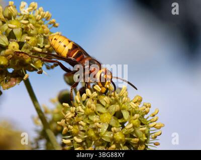 Hornet (Vespa crabro) Fütterung von Efeu Blumen (Hedera Helix), Wiltshire Garden, Großbritannien, Oktober. Stockfoto