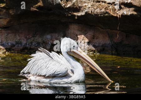 ZooParc de Beauval, Frankreich - 23.5,2025: Ein Pelikan schwimmt in einem ruhigen Teich mit felsigem Hintergrund. Pelicans (Gattung Pelecanus) sind eine Gattung des großen Wassers Stockfoto