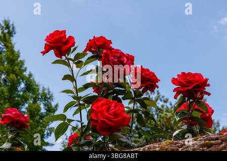 Leuchtend rote Rosen in voller Blüte vor einem klaren blauen Himmel. Stockfoto