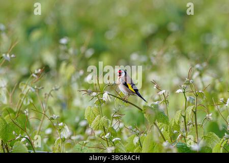 Ein europäischer Goldfink, der auf einem Zweig in einem üppigen grünen Feld mit Wildblumen thront. Der Europäische Goldfink oder einfach der Goldfink (Carduelis carduelis) Stockfoto