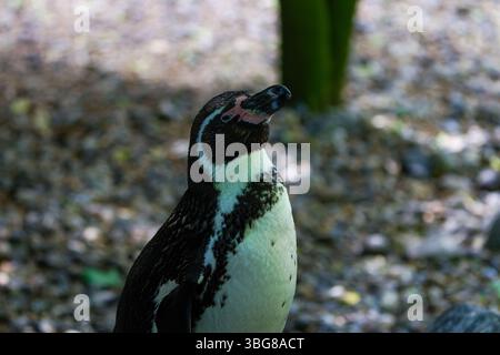 Eine Nahaufnahme eines Humboldt-Pinguins, der auf einer felsigen Oberfläche mit verschwommenem Hintergrund steht. Der Humboldtpinguin (Spheniscus humboldti) ist ein mittelgroßer pe Stockfoto