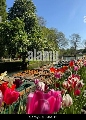 Tulpen im Oxford Botanic Garden und River Cherwell mit Punts an einem sonnigen Tag im späten Frühling, Oxford, Oxfordshire, England Stockfoto