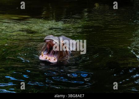 Ein Flusspferd mit weit geöffnetem Mund, teilweise in dunklem Wasser getaucht, mit großen Zähnen und rosa Zunge. Der Pygmäen-Nilpferd oder Pygm Stockfoto