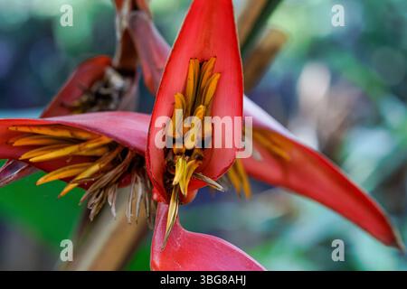 Nahaufnahme einer leuchtenden roten Helikonia-Blume mit gelben Staubblättern vor einem verschwommenen grünen Hintergrund, die ihre einzigartige tropische Schönheit zeigt. Stockfoto