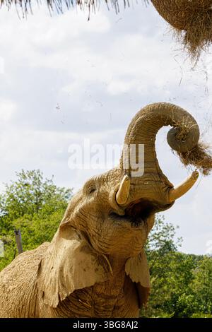 Ein afrikanischer Elefant, Loxodonta africana, der nach Heu greift Stockfoto