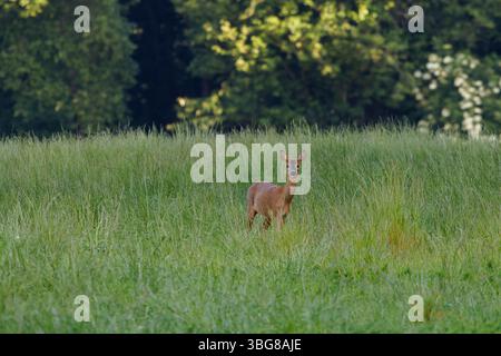 Ein Hirsch mit kleinen Geweihen steht auf einem Kiesweg, umgeben von üppig grünem Laub. Ein Hirsch ist ein Hufwiederkäuer der Familie C Stockfoto