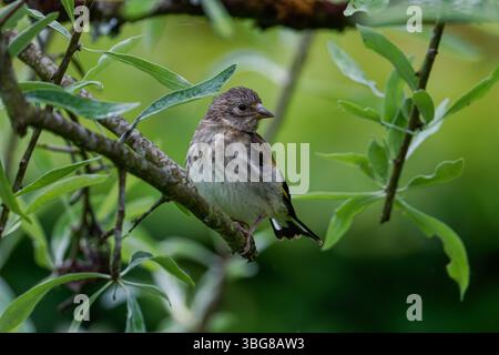 Ein kleiner Vogel auf einem Ast, umgeben von grünen Blättern, mit verschwommenem Hintergrund. Der Europäische Goldfink oder einfach der Goldfink (Carduelis-Karte Stockfoto