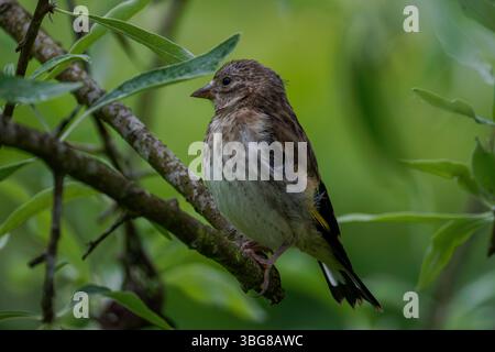Ein kleiner Vogel auf einem Ast, umgeben von grünen Blättern, mit verschwommenem Hintergrund. Der Europäische Goldfink oder einfach der Goldfink (Carduelis-Karte Stockfoto