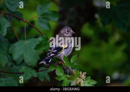 Ein junger Vogel mit braunen und gelben Federn, der auf einem grünen Blattzweig thront. Der Europäische Goldfink oder einfach der Goldfink (Carduelis carduelis) ist ein Stockfoto