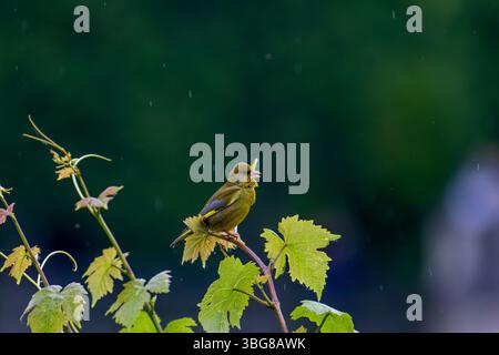 Ein kleiner grüner Vogel, der auf einem Weinzweig mit grünen Blättern sitzt, vor einem unscharfen dunkelgrünen Hintergrund. Der Vogel scheint einen kleinen twi zu halten Stockfoto