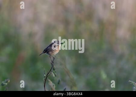 Ein kleiner Vogel, der auf einem grünen Ast vor einem verschwommenen grünen Hintergrund thront. Der Europäische Steinechat (Saxicola rubicola) Stockfoto