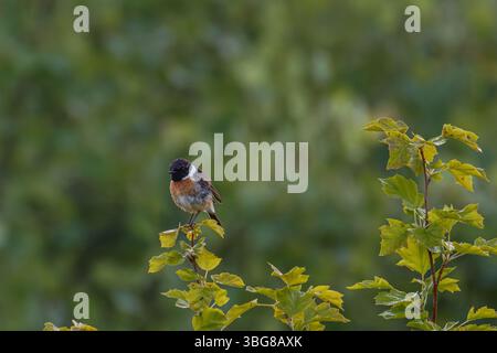Ein kleiner Vogel, der auf einem grünen Ast vor einem verschwommenen grünen Hintergrund thront. Der Europäische Steinechat (Saxicola rubicola) Stockfoto