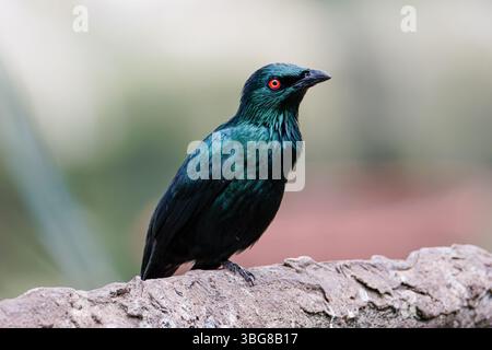 Der metallische Star (Aplonis metallica), glänzender Stern, auf einem Holzstamm. Der Vogel hat ein glänzendes schwarzes Gefieder mit hellroten Augen. Stockfoto