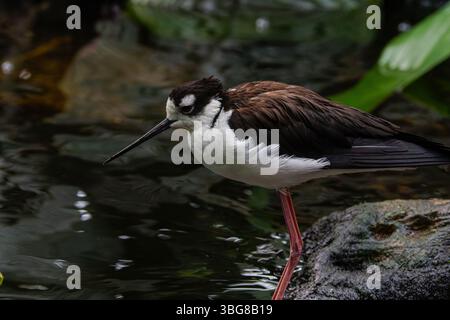 Eine Schwarzhalsstelze steht auf einem Bein bei einem Teich, umgeben von üppigem Grün. Die Schwarzhalsstelze (Himantopus mexicanus) ist ein lokal reichlich vorhandener Scho Stockfoto