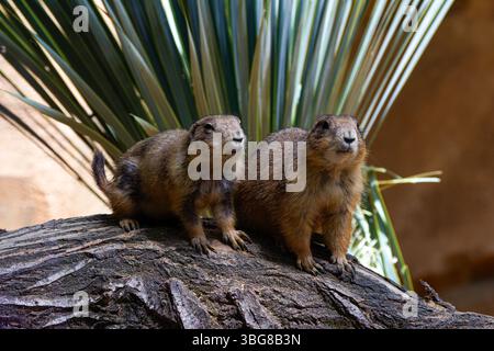 Zwei Präriehunde sitzen auf einem großen Felsen mit einer Wüstenpflanze im Hintergrund. Das Erdmännchen (Suricata suricatta) ist ein kleines Mungo Stockfoto