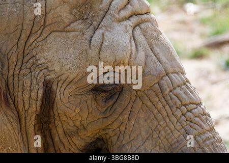 Eine Nahaufnahme eines afrikanischen Elefantenauges und faltige Haut mit Textur. Loxodonta africana Stockfoto