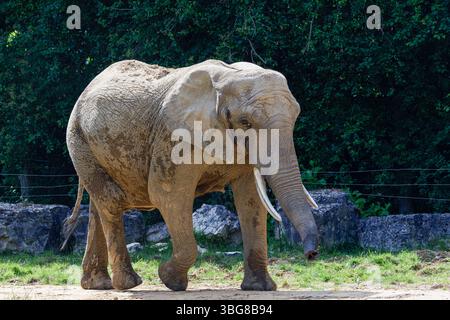 Ein afrikanischer Elefant, Loxodonta africana, genießt seinen Tag Stockfoto