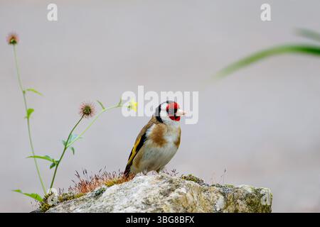Ein europäischer Goldfink auf einem moosigen Felsen mit verschwommenem Hintergrund. Der Europäische Goldfink oder einfach der Goldfink (Carduelis carduelis) ist ein kleiner Stockfoto